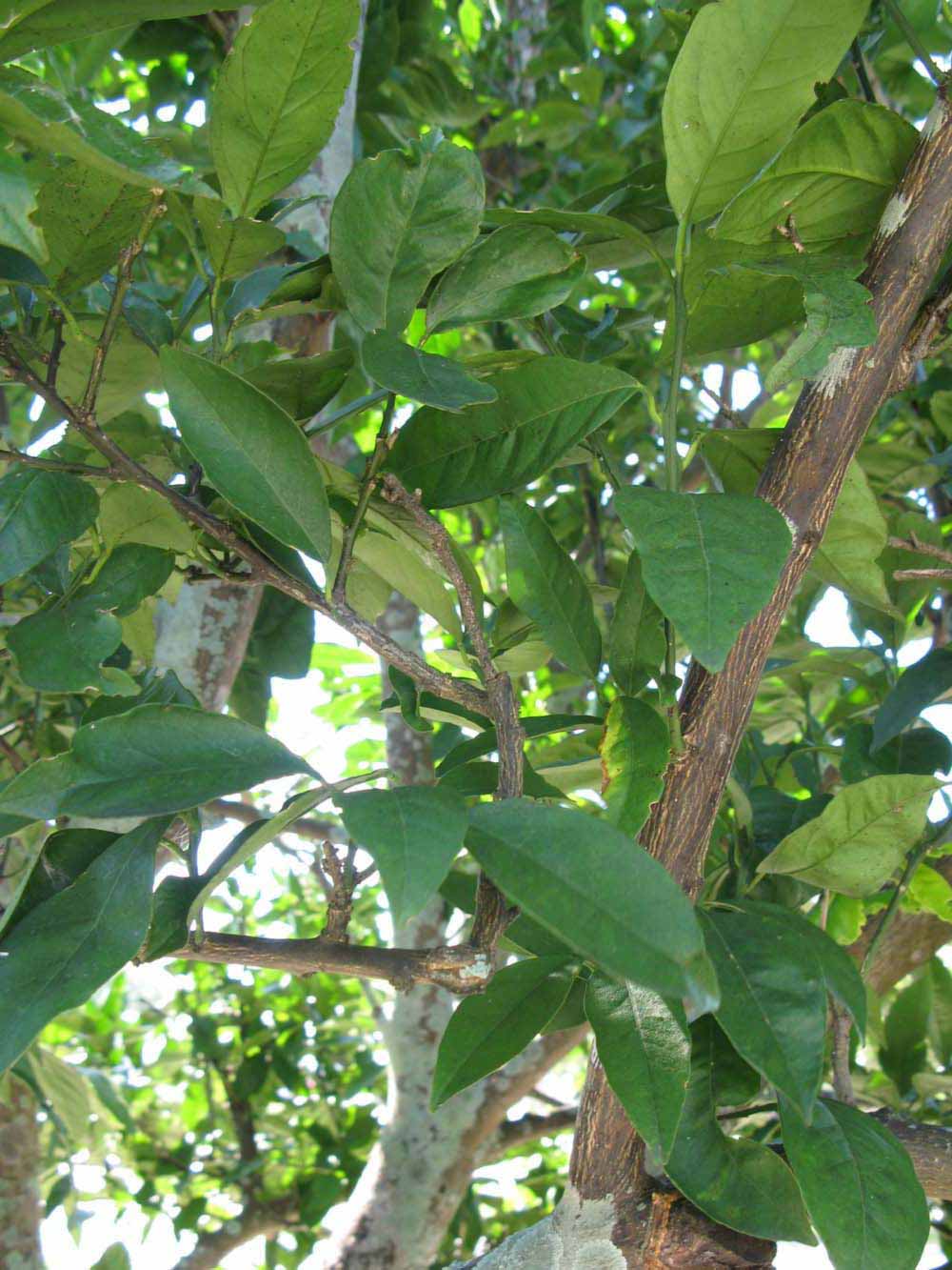            Shade leaves (Winter Haven, FL)   